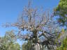 Boab ein Baobab!