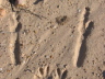 Wallaby-Spuren